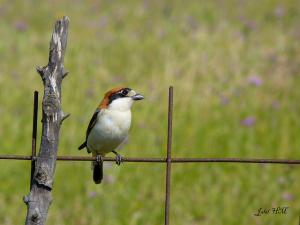 Pie-grièche à tête rousse ( Lanius senator ) (Willaya d'El Taref)