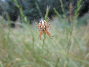 Epeire diadème (El Taref)