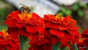 Abeille tellienne ( apis mellifera intermissa ) Wilaya d'El Taref