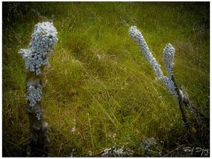 Paysage d'El Kala (El Taref)