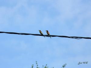 Guepier d'Europe ( Merops apiaster ) (El Taref)