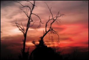 Commune de Chebaita (Wilaya d'El Taref)