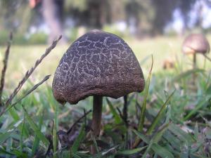 Champignon sauvage (El Taref)