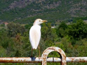 Héron garde-b?ufs ( Bubulcus ibis ) (Wilaya d'El Taref)