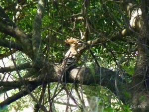 Huppe fasciée (upupa epops) (Wilaya d'El Taref)