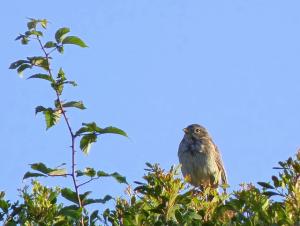 Bruant proyer  (emberiza calandra) (Wilaya d'El Taref)
