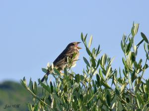 Bruant proyer  (emberiza calandra) (Wilaya d'El Taref)