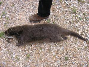 Loutre d'Algérie (Wilaya d'El Taref)