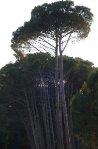 Lac Tonga (El Kala/ Wilaya d'El Taref)