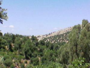 Espèce vert à hammam Sidi Trad (El Taref)