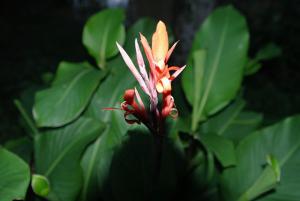 Echantillon de Flore de la Forêt d'El Kala (El Taref)