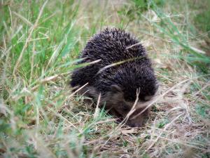 Hérisson d'Algérie  (Atelerix algirus) à El Taref