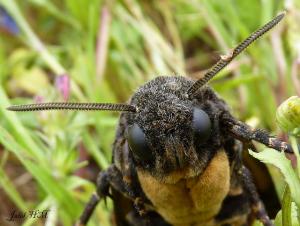 Sphinx tête de mort (Wilaya d'El Taref)