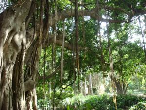 Paysage de kla Forêt d'El Kala (Wilaya d'El Taref)