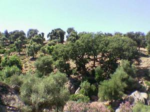 Forêt de Hamam Sidi Trad (El Taref)