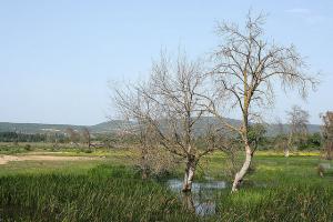 Lac Tonga (El Kala/ Wilaya d'El Taref)