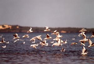 Goéland railleur (Wilaya d'El Taref)