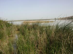Lac des Oiseaux à el Taref