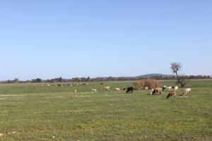 Prairie bovine (El Taref)