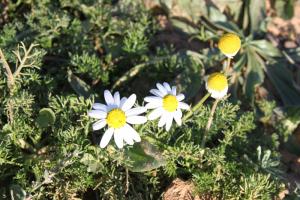 Fleurs d'Automne à EL Taref