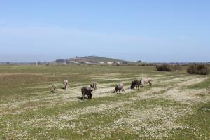 Prairie bovine à EL Taref