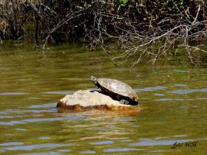 Tortue d'eau douce ( Mauremys leprosa ) (El Taref)