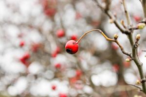 Bouhadjar (El Taref)