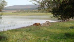 Lac Lemkhada (El Taref)