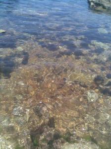 Côte d'El Kala (El Taref)