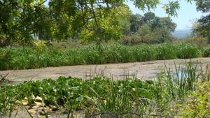 Lac Tonga (El-Kala / Wilaya d'El Taref)