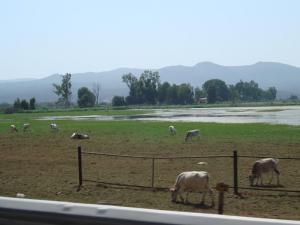 Lac Tonga, Oum Tboul (El Taref)