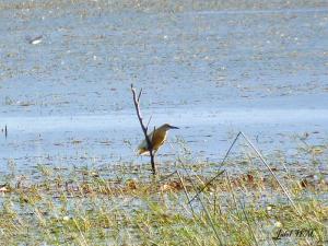 Héron crabier (ardeola ralloides) (Wilaya d'El Taref)
