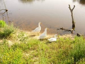 Oies Sauvages à El Kala (Wilaya d'El Taref)