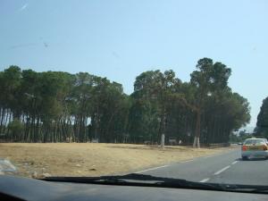 Vers Oum Tboul (El Taref)