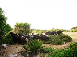 Troupeau de Chêvres dans les environs d'El Taref