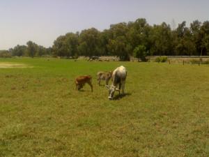 Entrée du Lac,El Taref
