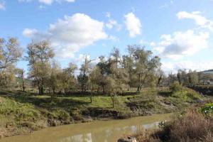 Rivière traversant le parc d'El Kala (Wilaya d'El Taref)