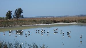 Ban de Cigogne au lac d'El Kala (Wilaya d'El Taref)