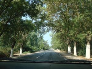 Autoroute dans la forêt d'El Taref