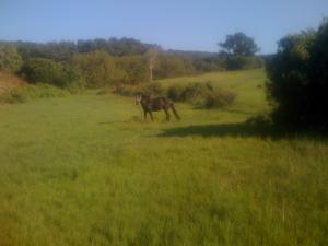 Prairie de M'zirâa (Wilaya d'El Taref)