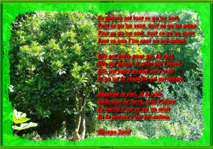 Jardin à Ziama Mansouriah