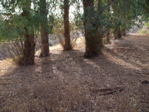 Forêt d'Elbhyra EL Azizia à Médéa