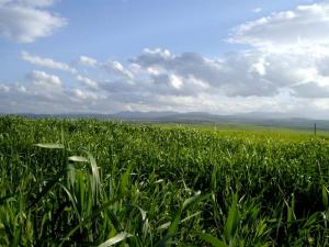 Champ de Maïs à Médéa