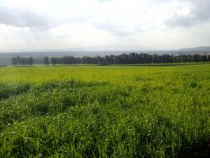Champ de Maïs à Médéa