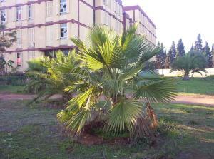 Institut National des Télécommunications (Médéa)