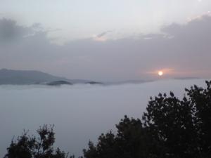 Brouillard sur la Forêt de Médéa