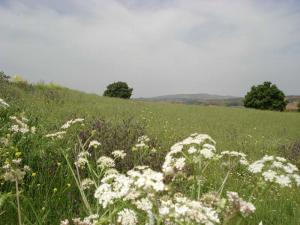 Paysage de Médéa au Printemps