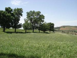 Pâturages de Médéa