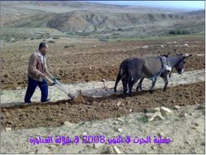 Labour Traditionel (Médéa)