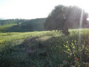 Paysage de Médéa au Printemps